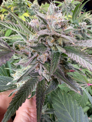 An image of White Widow