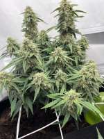 An image of White Widow Automatic