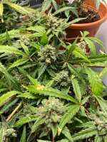 An image of White Widow Automatic