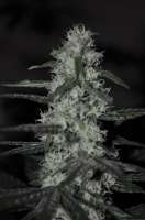 An image of Cheez Wreck