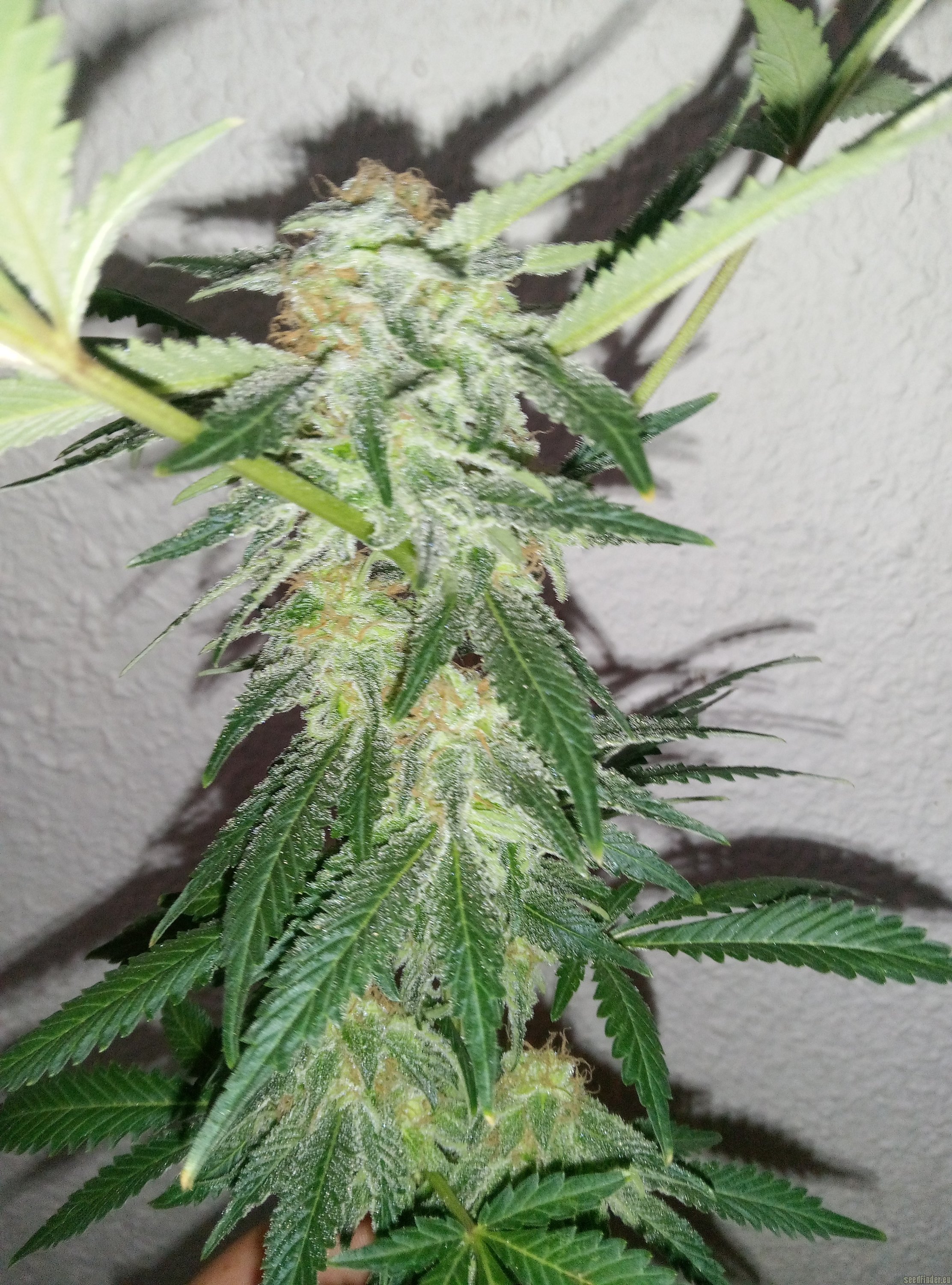 Matanuska Tundra flowering cannabis, as labeled by the cited photo source