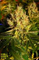 Western Winds archive 1