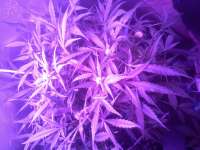 An image of Ultraviolet