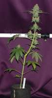 Herijuana: strain page photo, credit seedfinder.eu, copyright status shown with credit copyright unverified