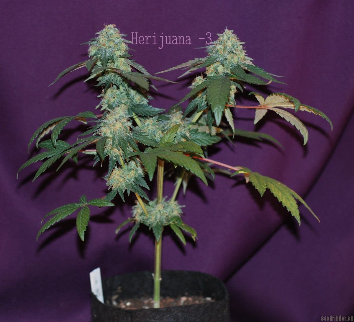 Herijuana flowering cannabis, as labeled by the cited image source