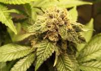 Jack Berry F2 archive 3