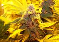 Jack Berry F2 archive 2