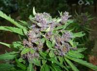 Killing Fields F2 archive 1