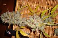 Killing Fields F2 archive 3