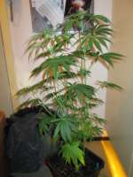 Sannie’s Jack archive 2