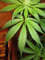 Sannie’s Jack archive 4