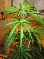 Sannie’s Jack archive 3