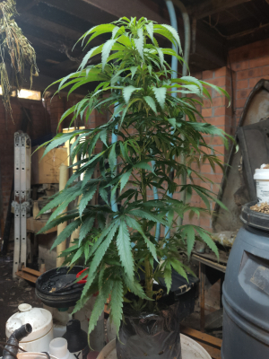 SC Dogshit archive 1