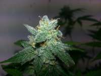 Auto Jock Horror archive 2