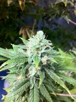 An image of New York Power Diesel