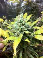 An image of New York Power Diesel