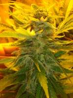 Sativa Mexicana archive 1