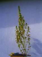 An image of Sweet Sativa Special