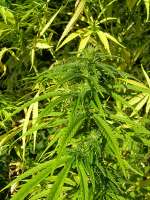An image of Sweet Sativa Special
