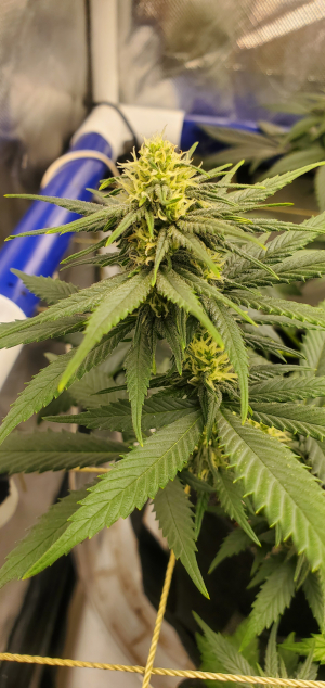 An image of Hi Tech