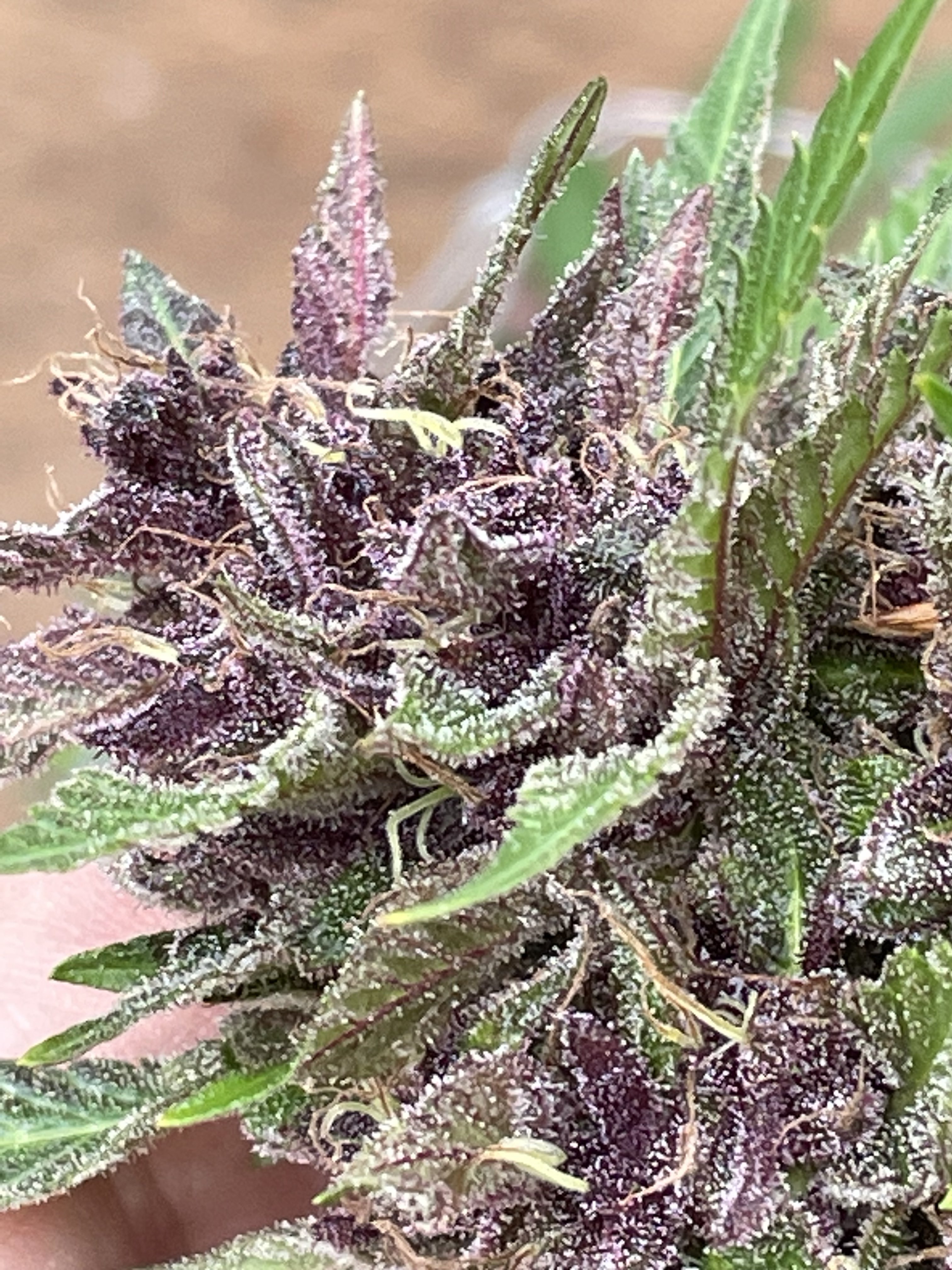 Death Star Mainline OG x Black Cherry Cheesecake Cookies