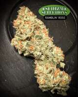 Ramblin’ Rose archive 2