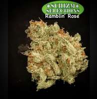 Ramblin’ Rose archive 1