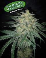 Ramblin’ Rose archive 3