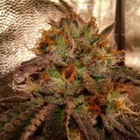 An image of Dosidoss #4 x Tropicanna Punch F3