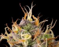 An image of Jaffa Cake x Golden Cobra