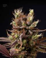 An image of Jaffa Cake x Golden Cobra