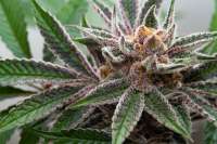 An image of Tropicanna Punch F3