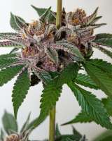 An image of Tropicanna Punch F3