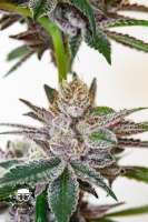 An image of Tropicanna Punch F3