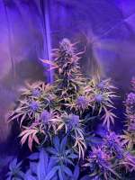 An image of BCN Critical XXL Autoflower
