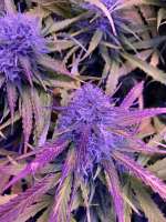 An image of BCN Critical XXL Autoflower