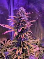 An image of BCN Critical XXL Autoflower