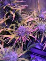 An image of BCN Critical XXL Autoflower