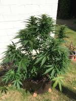 An image of BCN Power Plant Autoflower