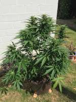 An image of BCN Power Plant Autoflower