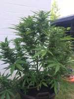An image of BCN Power Plant Autoflower