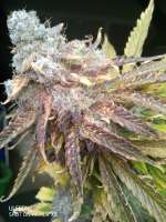 An image of Blackberry Gum Autoflower