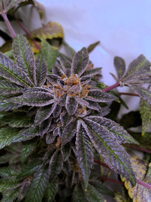 Cookies and Cream: strain page photo, credit seedfinder.eu, copyright status shown with credit copyright unverified