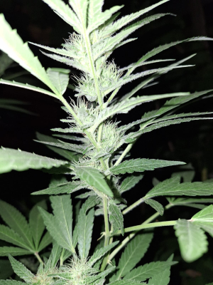 An image of Gorilla Glue