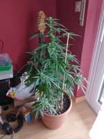 Mandarin Panties Auto archive 4