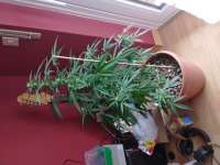 Mandarin Panties Auto archive 3