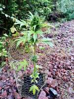 Mandarin Panties Auto archive 1