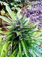 Mandarin Panties Auto archive 2