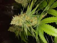 Nicole Cream archive 1