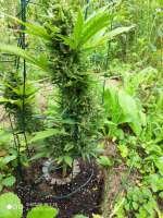 An image of Santa Marta Haze Autoflower